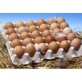 319 KakelVers Eieren